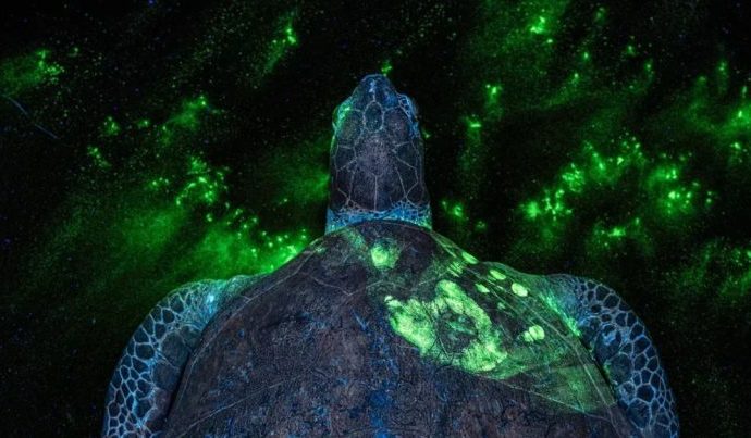 Fotografia forense destaca combate ao tráfico de animais selvagens em premiação internacional