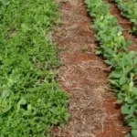 Propostas para Renegociação de Dívidas dos Produtores Rurais São Apresentadas ao Ministro da Fazenda