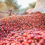 Café registra alta expressiva na Bolsa de Nova York, avançando 16%