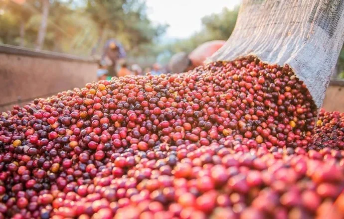 Café registra alta expressiva na Bolsa de Nova York, avançando 16% Café registra alta expressiva na Bolsa de Nova York, avançando 16%