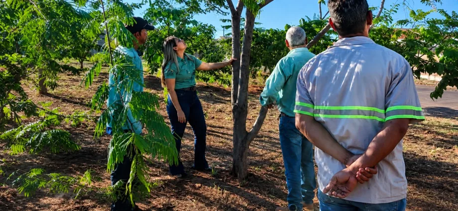 EQUIPE DE JARDINAGEM PARTICIPA DE TREINAMENTO SOBRE PODA DE ÁRVORES EQUIPE DE JARDINAGEM PARTICIPA DE TREINAMENTO SOBRE PODA DE ÁRVORES