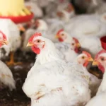 SUGESTÃO DE PAUTA: Uso de minerais bi-quelatados na alimentação de