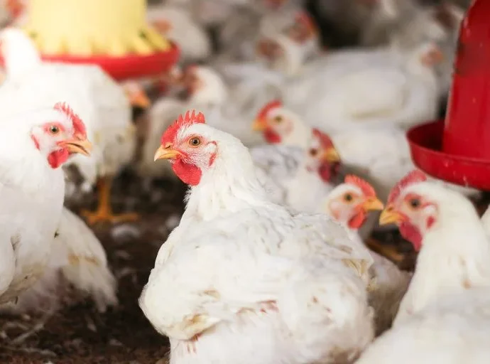 SUGESTÃO DE PAUTA: Uso de minerais bi-quelatados na alimentação de