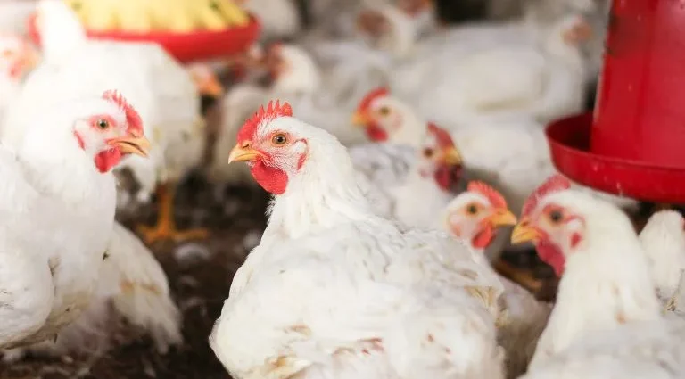 SUGESTÃO DE PAUTA: Uso de minerais bi-quelatados na alimentação de