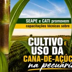 CAPACITAÇÕES SOBRE CANA-DE-AÇÚCAR EM CASTILHO SP