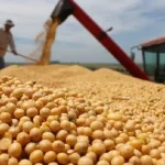 Novo Plano Safra de R$ 516,2 bilhões Destaca Limites do Crédito Público no Agronegócio