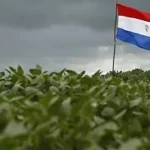 Paraguai se prepara para safra recorde de soja, enquanto milho enfrenta desafios climáticos