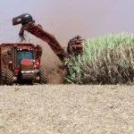 Crescimento de 3% na área cultivada com cana-de-açúcar no Centro-Sul para a safra 2026/27