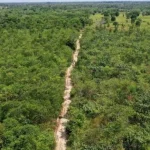 Desmatamento ameaça conhecimento cultural na Amazônia, aponta pesquisa
