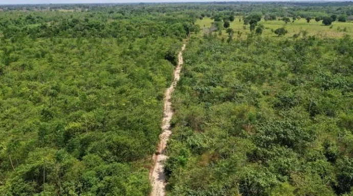 Desmatamento ameaça conhecimento cultural na Amazônia, aponta pesquisa