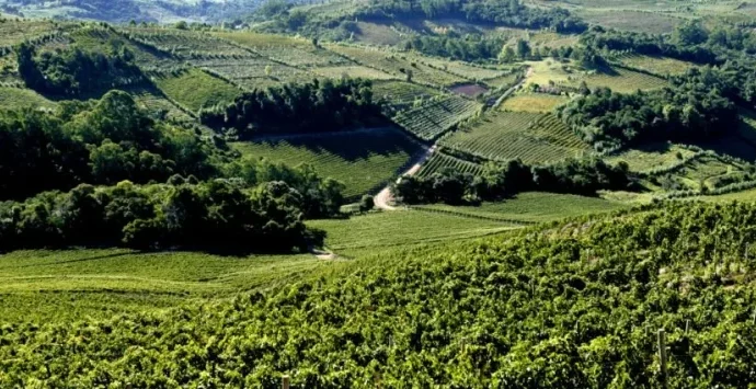 Vale dos Vinhedos no Rio de Janeiro: Vinhos na Serra Promove Encontro de Vinícolas