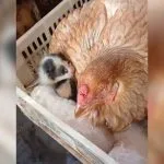 Cena Inusitada: Galinha 'adota' Filhotes de Gato em Pedranópolis, SP