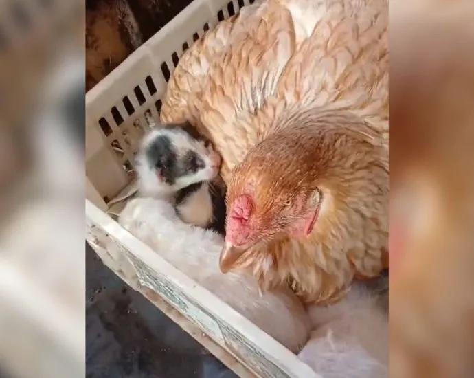 Cena Inusitada: Galinha 'adota' Filhotes de Gato em Pedranópolis, SP