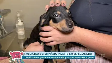 Veterinários se especializam para ampliar atendimento a animais