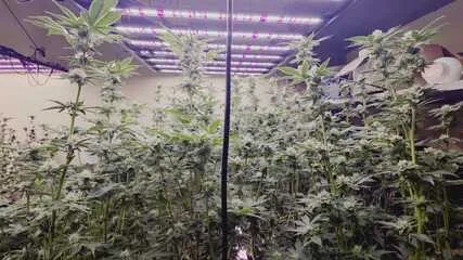 Suspeito de usar autorização de plantio de maconha para tráfico é investigado em São José do Rio Preto No papel, a maconha era pra fim medicinal. Mas a polícia acredita que não passava de fachada para o tráfico de drogas