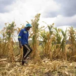 El Niño pode agravar insegurança alimentar para 49 milhões de pessoas, alerta ONU