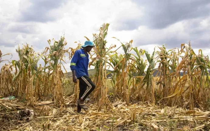 El Niño pode agravar insegurança alimentar para 49 milhões de pessoas, alerta ONU