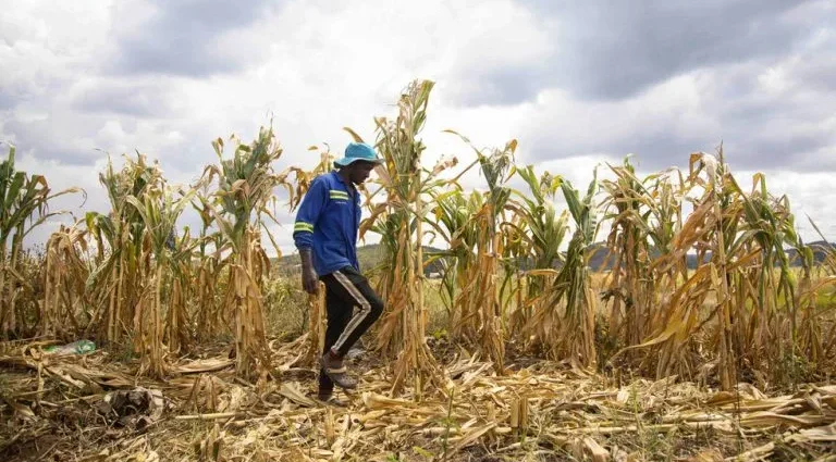 El Niño pode agravar insegurança alimentar para 49 milhões de pessoas, alerta ONU
