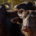 Manejo de Búfalos: Importância da Infraestrutura Resistente nas Propriedades Rurais
