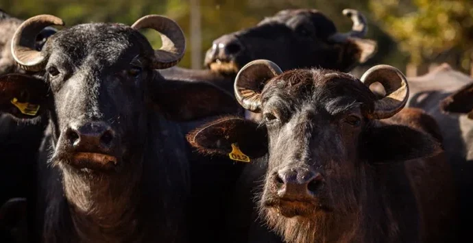 Manejo de Búfalos: Importância da Infraestrutura Resistente nas Propriedades Rurais