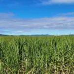 Análise de Mídia: Destaques e Desafios do Setor Rural em Agosto de 2026