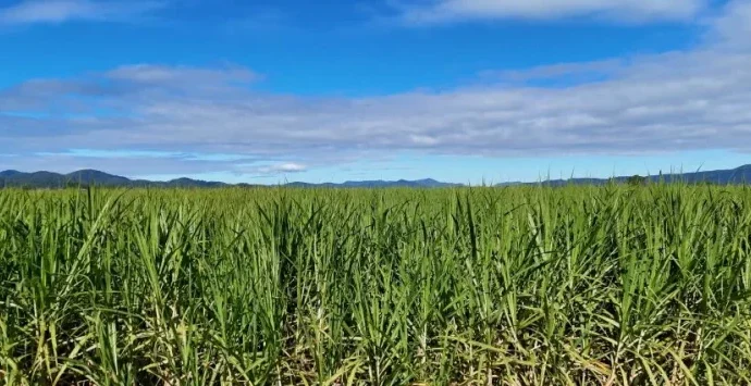 Análise de Mídia: Destaques e Desafios do Setor Rural em Agosto de 2026