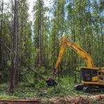 Suzano oferece 77 vagas de trainee no setor florestal em MS