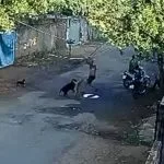 Homem é preso após agredir cães em São José do Rio Preto