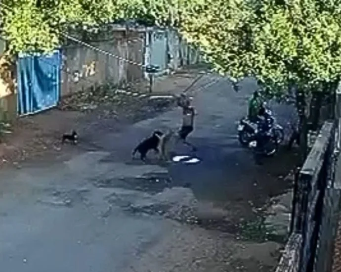 Homem é preso após agredir cães em São José do Rio Preto Homem é preso após agredir cães em São José do Rio Preto