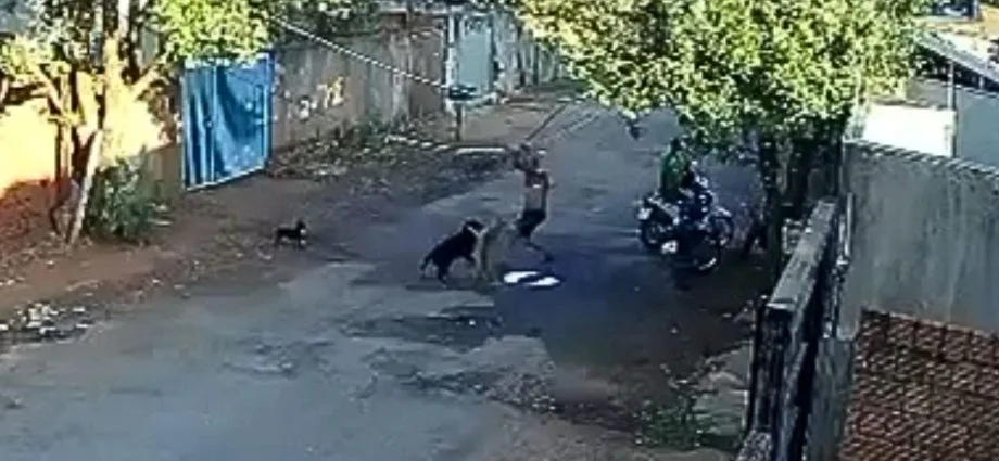 Homem é preso após agredir cães em São José do Rio Preto