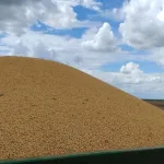 Colheita de milho em Mato Grosso do Sul atinge 75% da área plantada