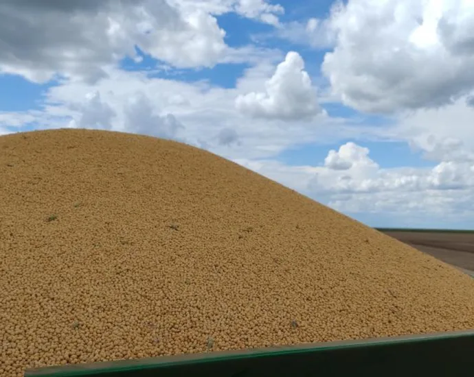 Colheita de milho em Mato Grosso do Sul atinge 75% da área plantada