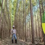 Eldorado Brasil Anuncia Vagas em Silvicultura em Água Clara
