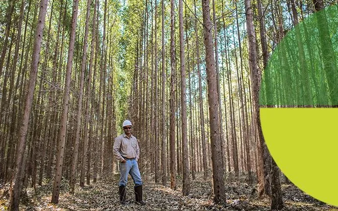 Eldorado Brasil Anuncia Vagas em Silvicultura em Água Clara