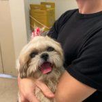 Veterinários Especializados Ampliam Atendimento a Animais em São José do Rio Preto