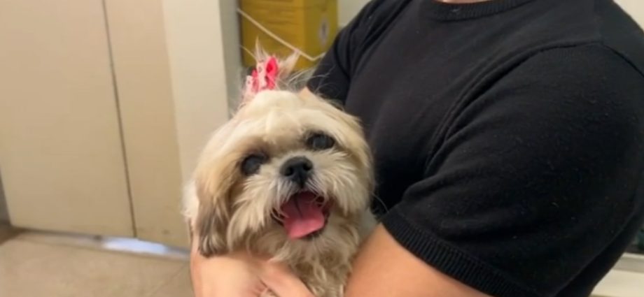 Veterinários Especializados Ampliam Atendimento a Animais em São José do Rio Preto