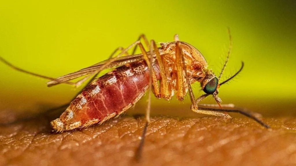 Mosquito fêmea do gênero Culex