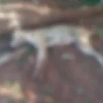 MORTES DE CÃES POR ENVENENAMENTO NO ASSENTAMENTO CAFEEIRA EM CASTILHO
