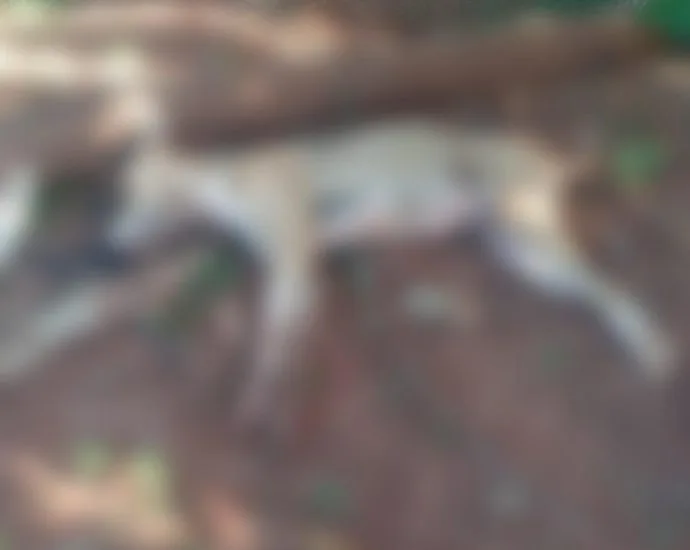 MORTES DE CÃES POR ENVENENAMENTO NO ASSENTAMENTO CAFEEIRA EM CASTILHO