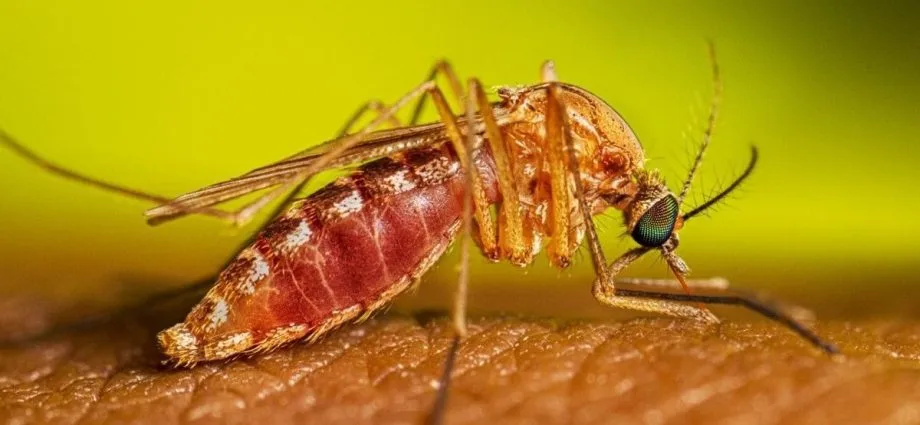 São Paulo registra os primeiros casos humanos de Febre do Nilo Ocidental
