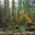 Suzano Abre 77 Vagas para Trainee Florestal em Mato Grosso do Sul