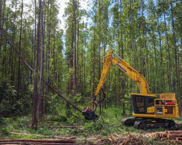 Suzano Abre 77 Vagas para Trainee Florestal em Mato Grosso do Sul