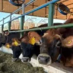 Unesp Inaugura Centro de Pesquisa em Sustentabilidade e Bem-Estar Animal na Bovinocultura de Leite