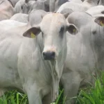 FPA critica projeto de proibição à exportação de animais vivos e outras notícias do setor