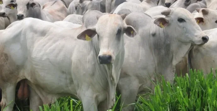 FPA critica projeto de proibição à exportação de animais vivos e outras notícias do setor