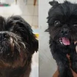 Alergia a animais de estimação: especialistas em Presidente Prudente oferecem orientações
