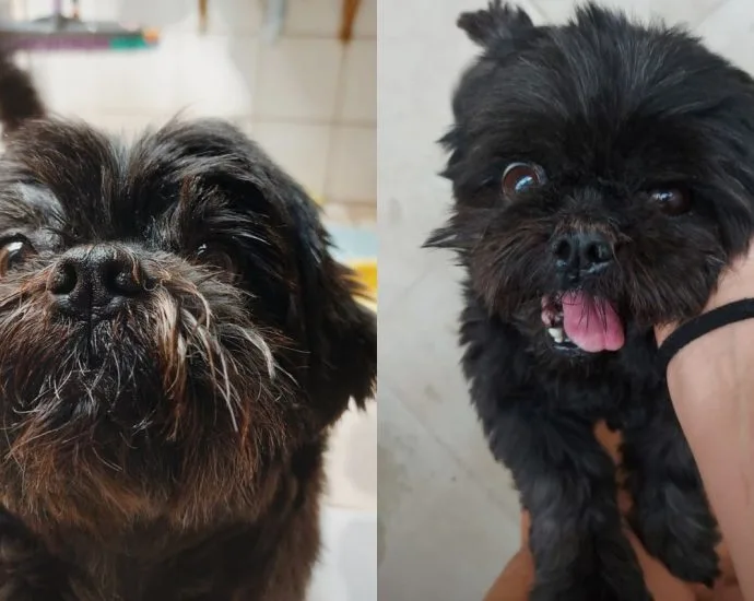 Alergia a animais de estimação: especialistas em Presidente Prudente oferecem orientações Alergia a animais de estimação: especialistas em Presidente Prudente oferecem orientações