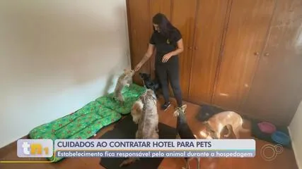 Antes de contratar serviço de hotéis, tutores precisam ficar atentos