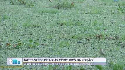 Excesso de algas forma tapete verde em afluentes do Rio Tietê