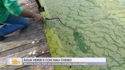 Água do Rio Tietê volta a ficar verde e incomoda moradores de Zacarias